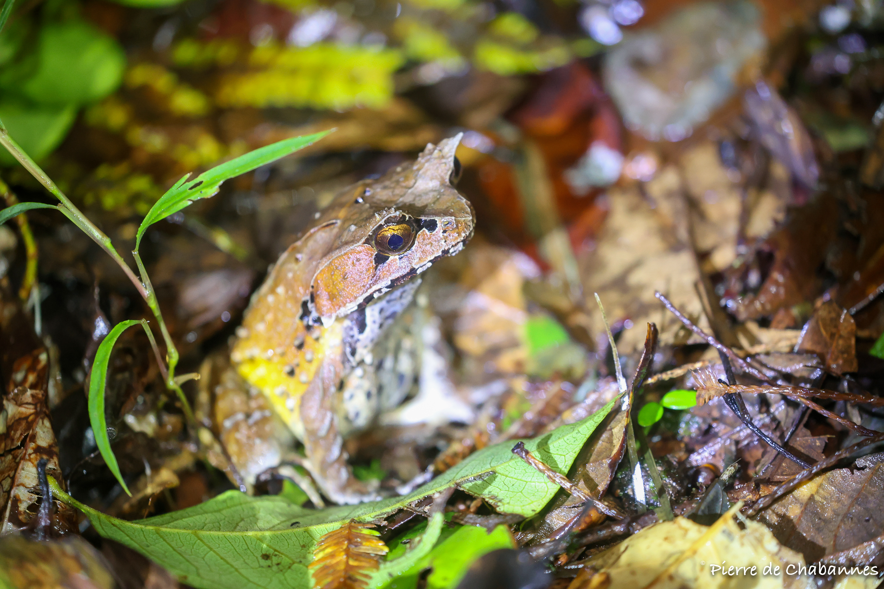 Pelobatrachus kobayashii