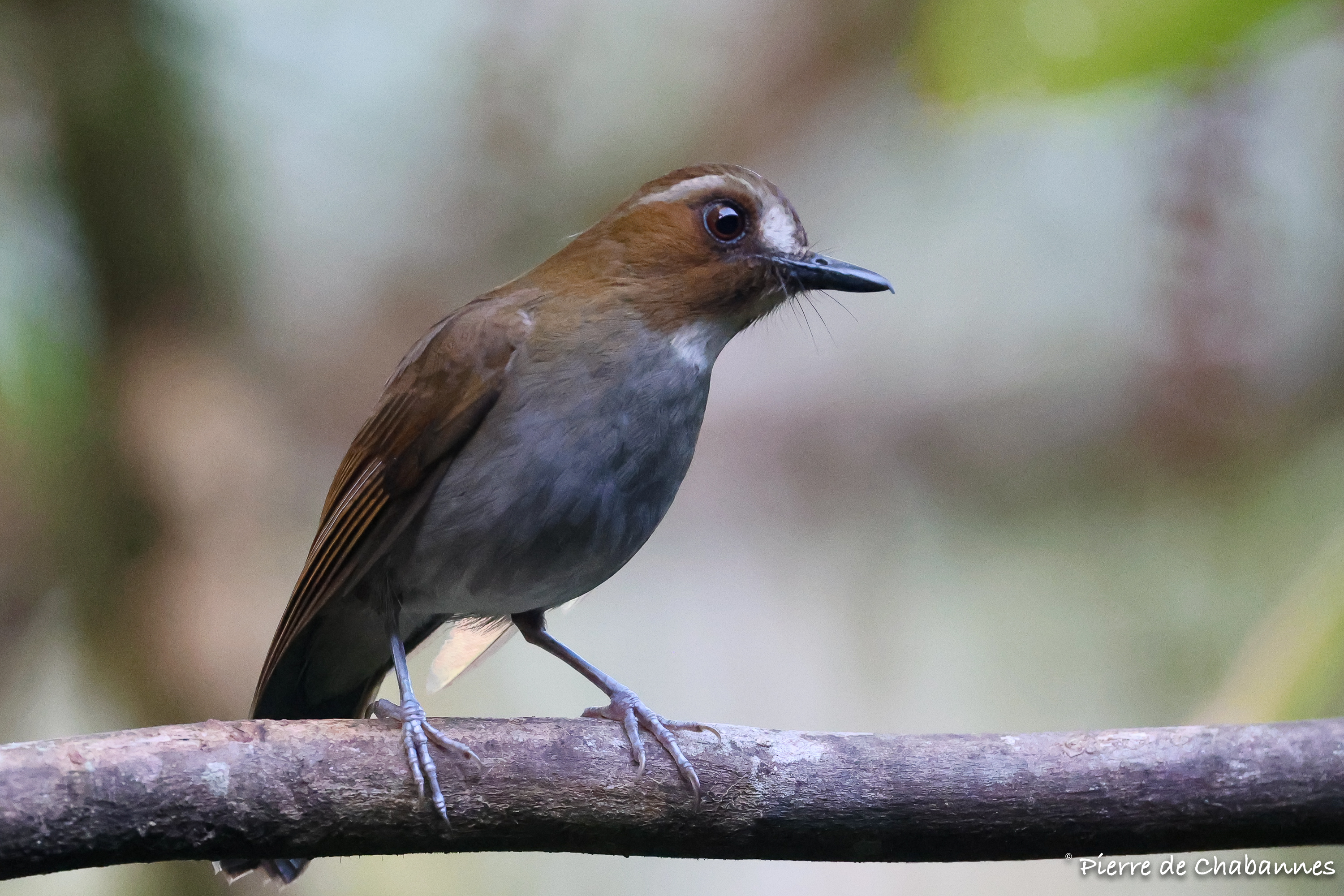 Vauriella gularis