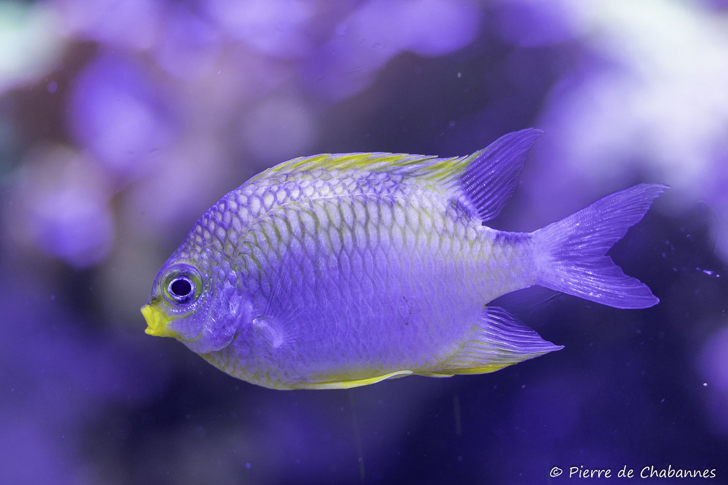 Amblyglyphidodon aureus