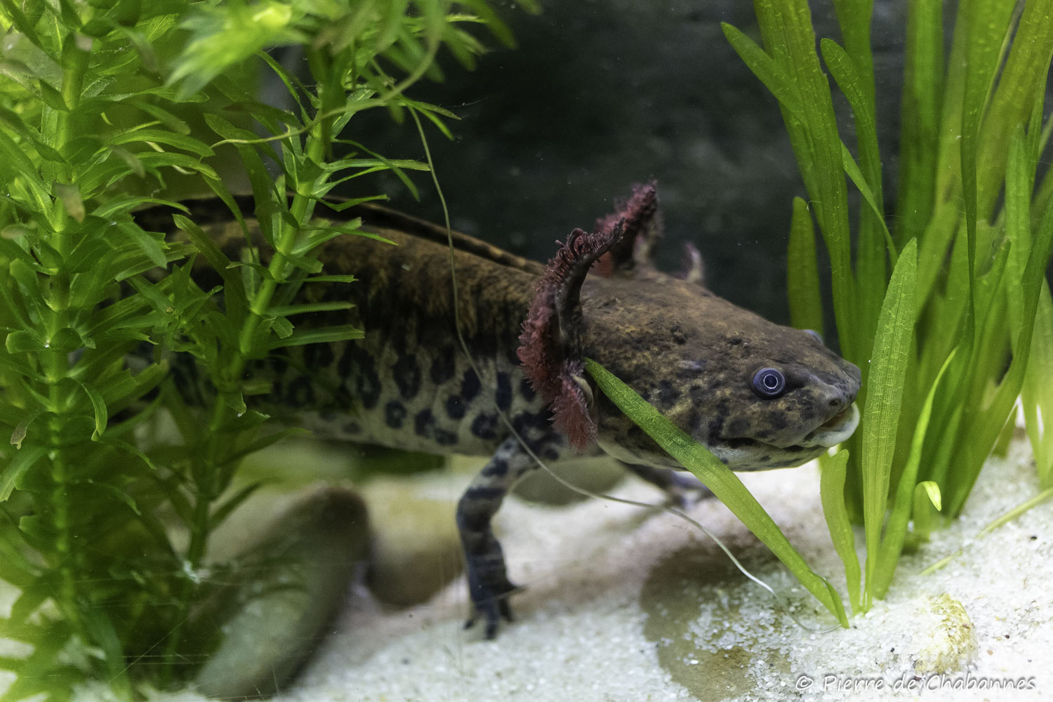 Ambystoma andersoni
