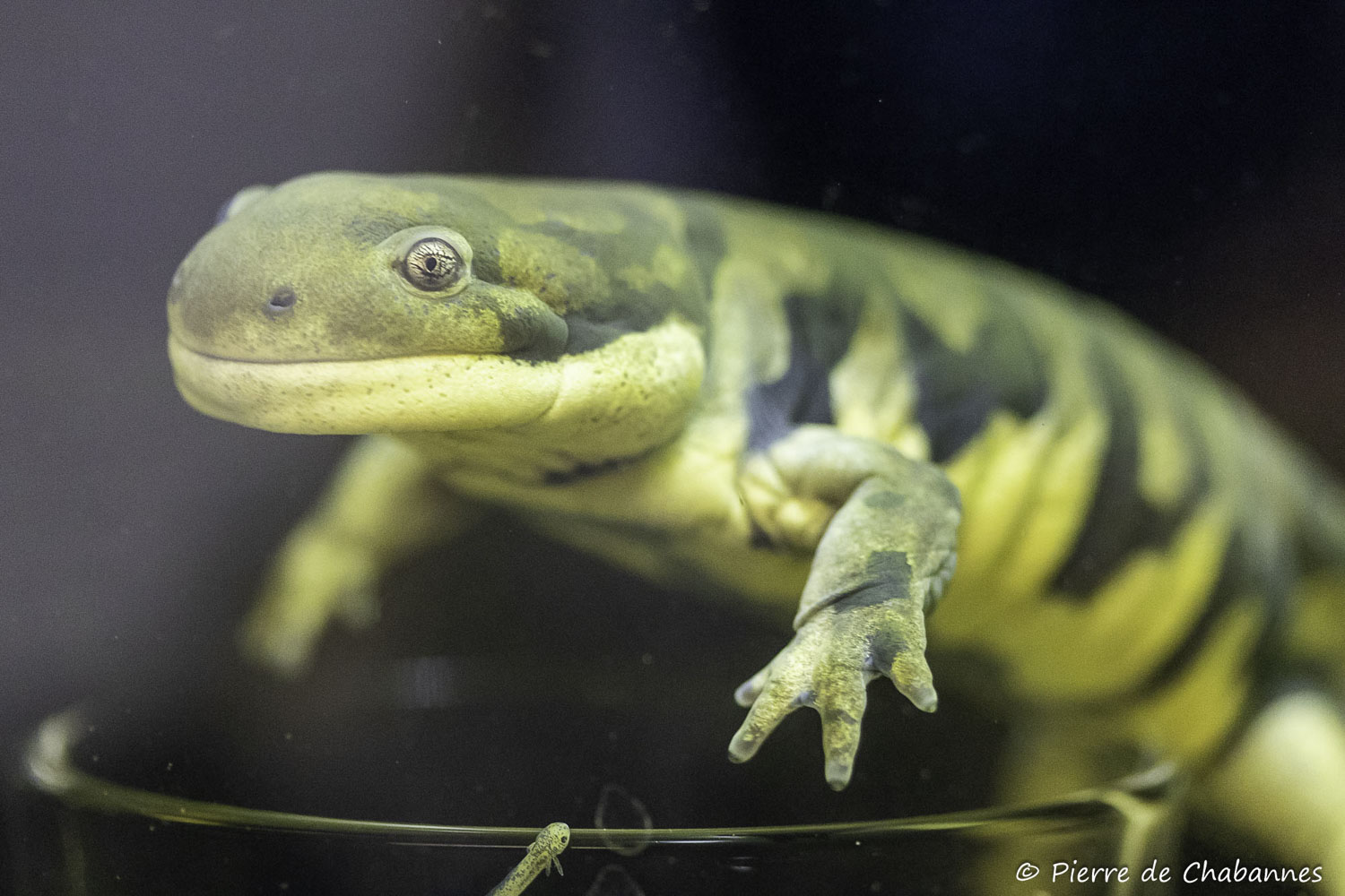 Ambystoma mavortium