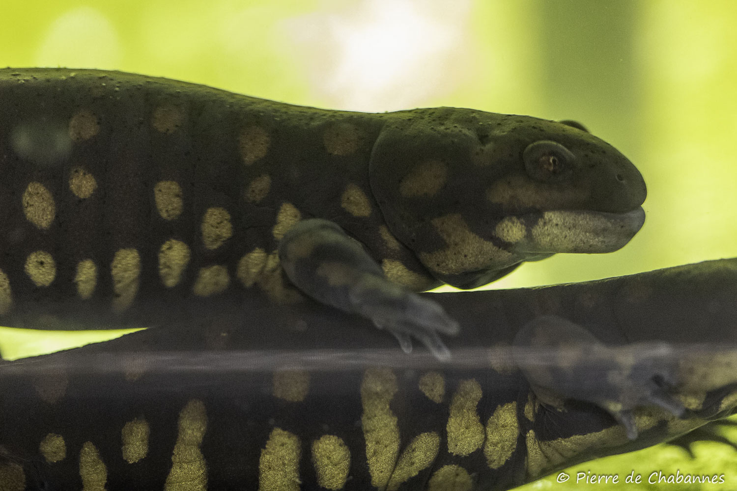 Ambystoma tigrinum