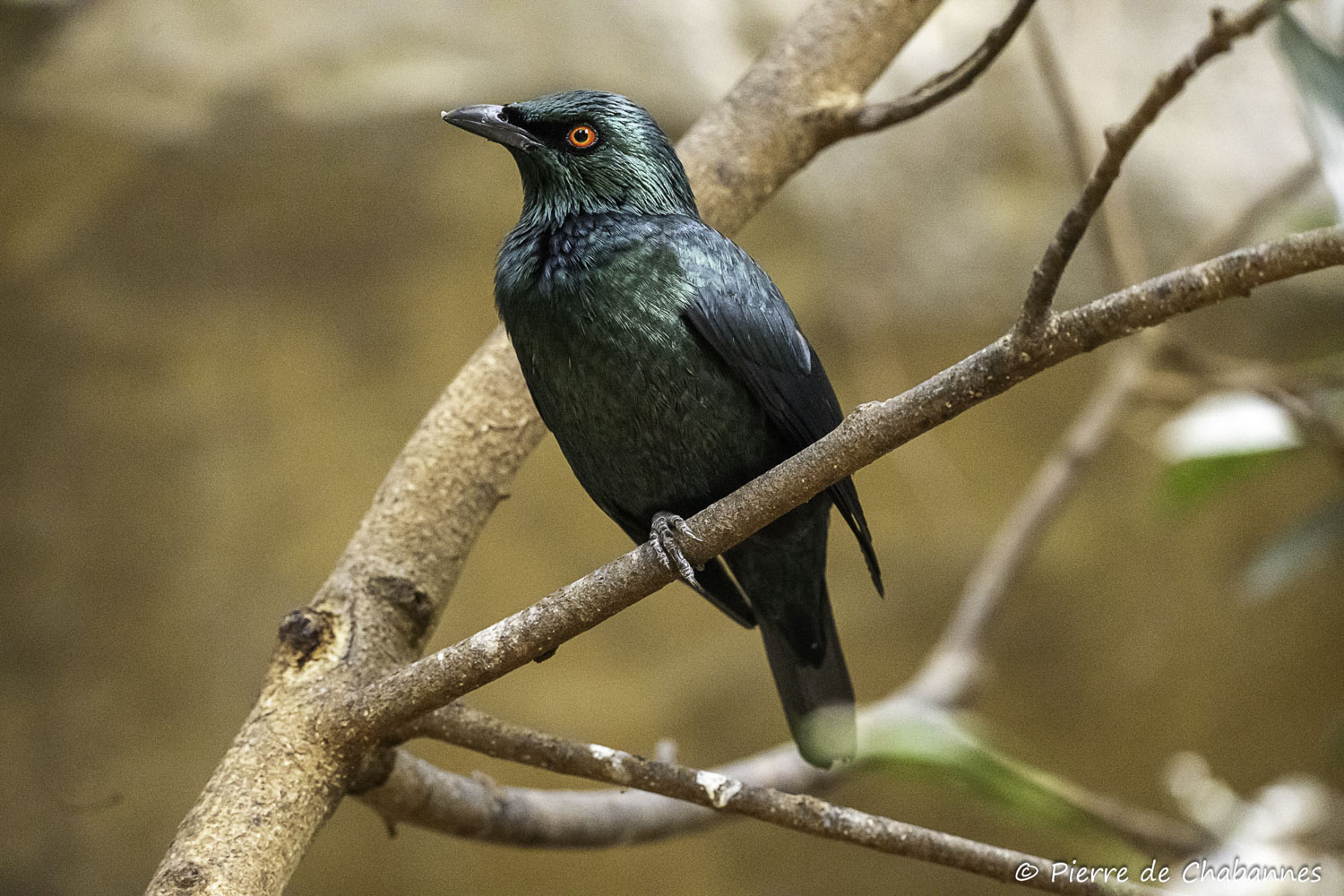 Aplonis panayensis strigata