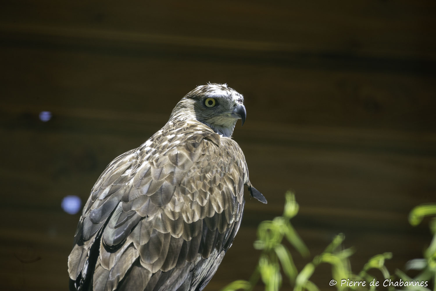Aquila fasciata fasciata