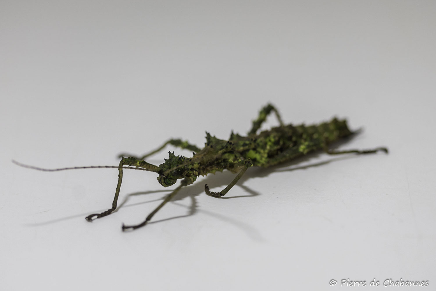 Aretaon muscosus