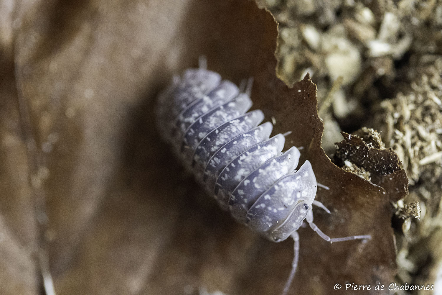 Armadillidium ameglioi