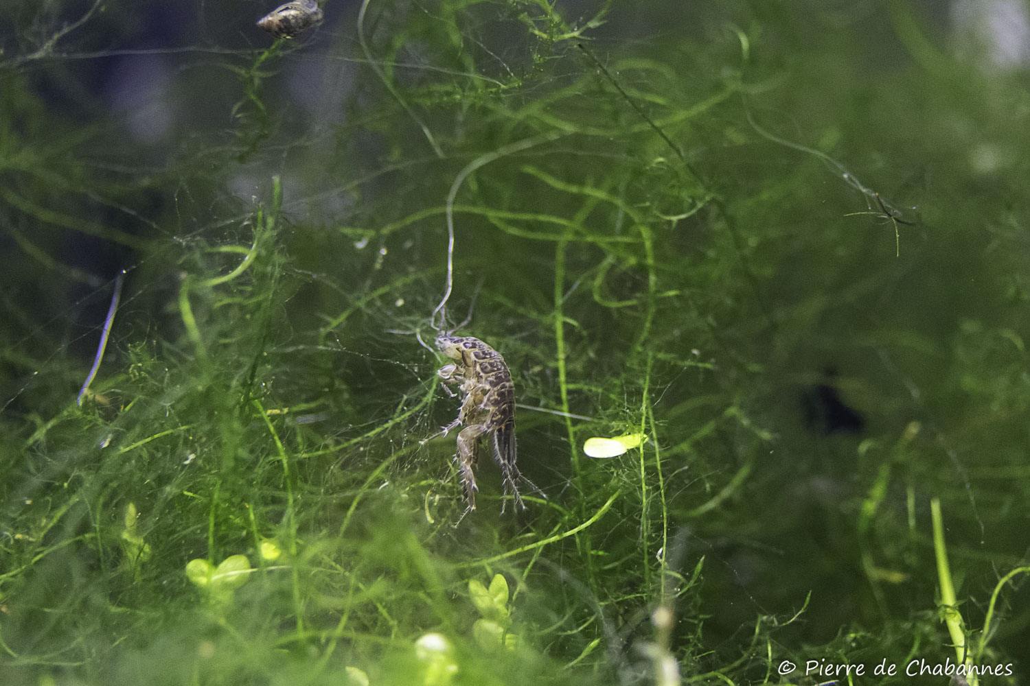 Asellus aquaticus
