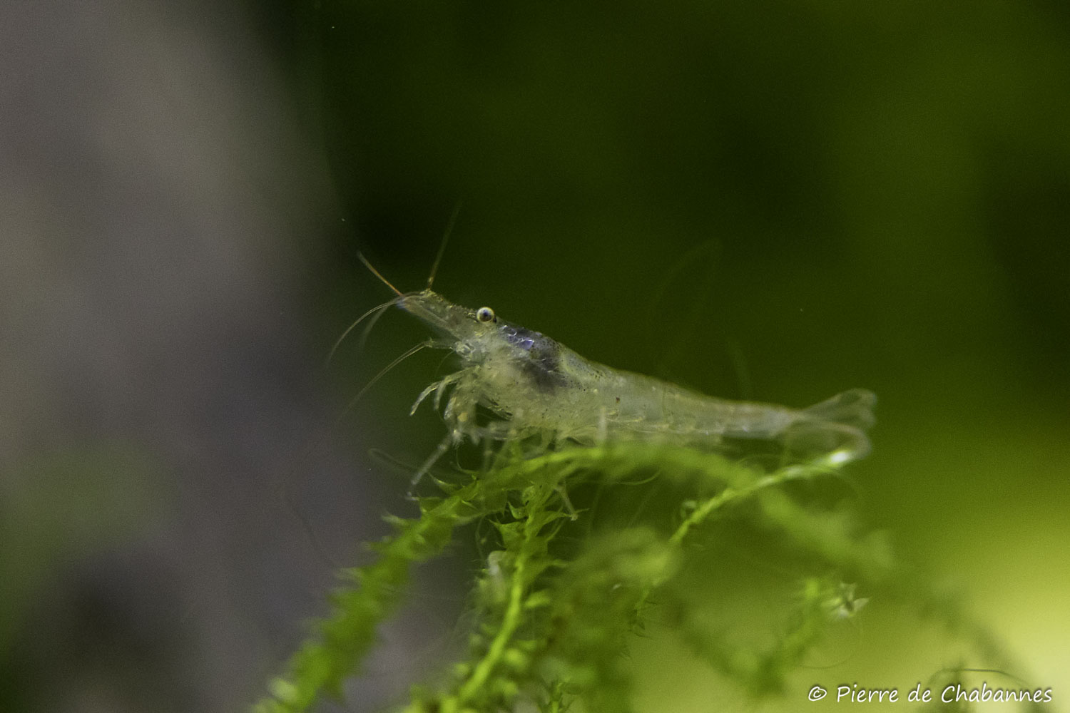 Atyaephyra desmarestii