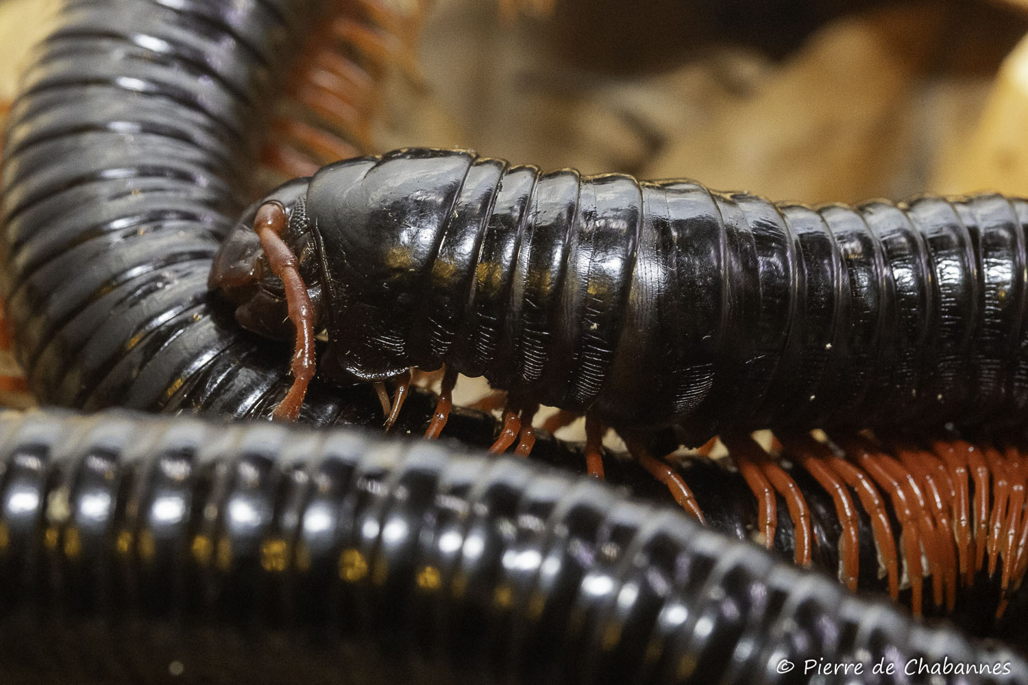 Balustreptus falcatus
