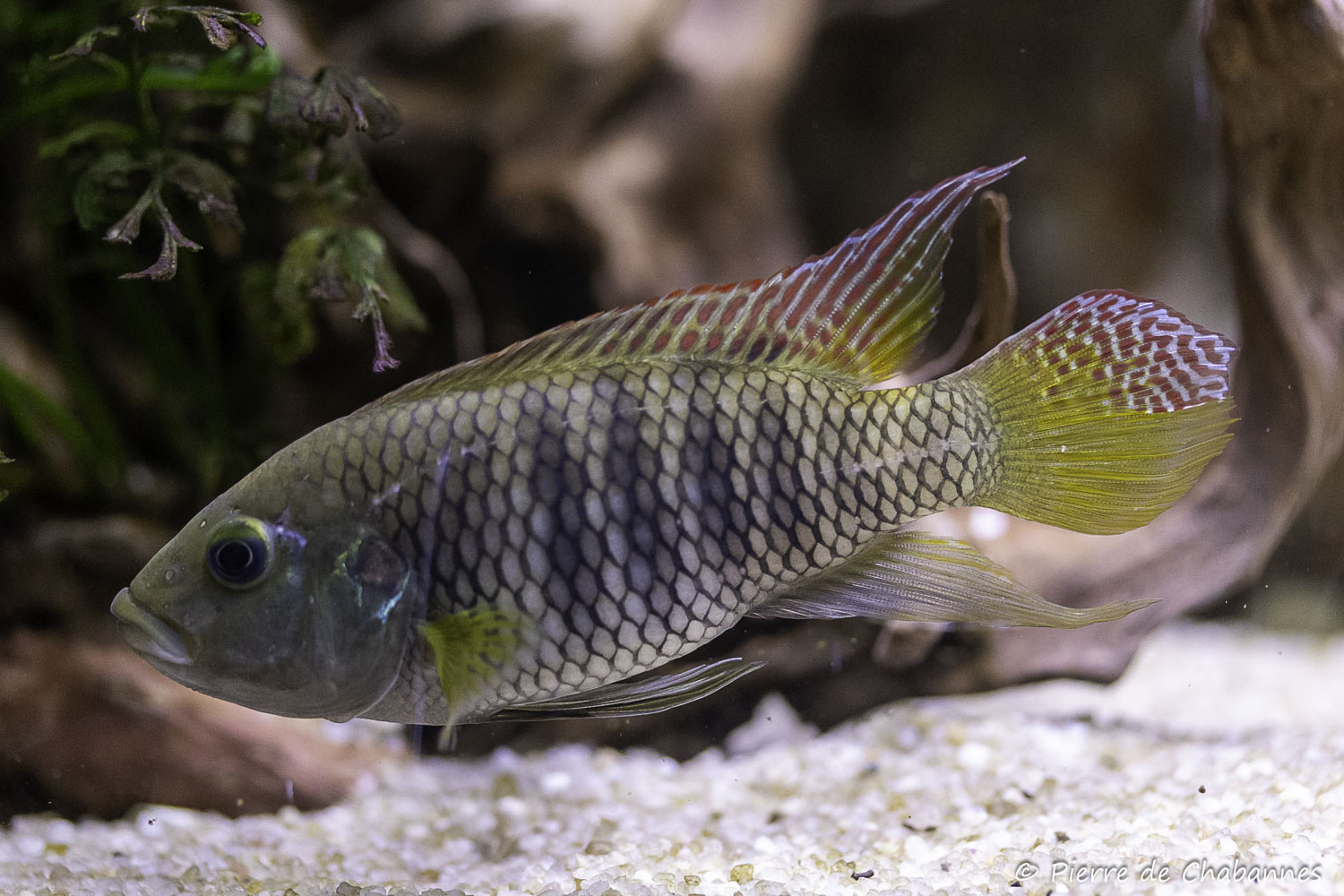 Benitochromis batesii