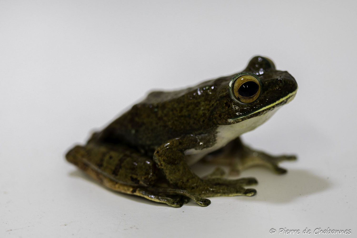 Boophis albilabris