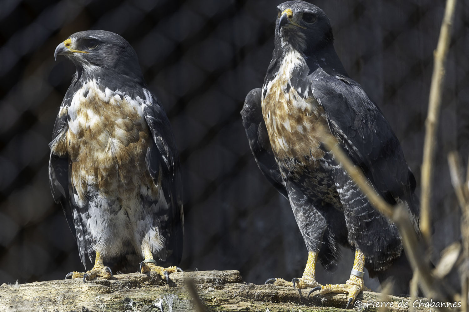Buteo rufofuscus