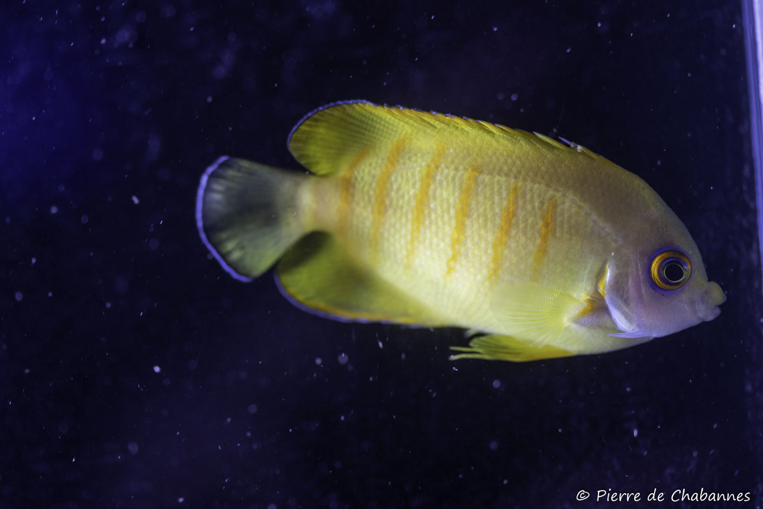 Centropyge sp. "tiger dwarf"