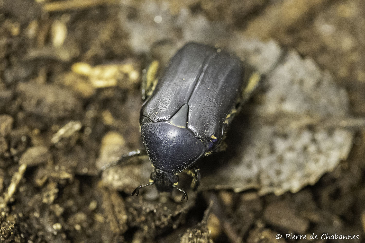 Cetonia funeraria