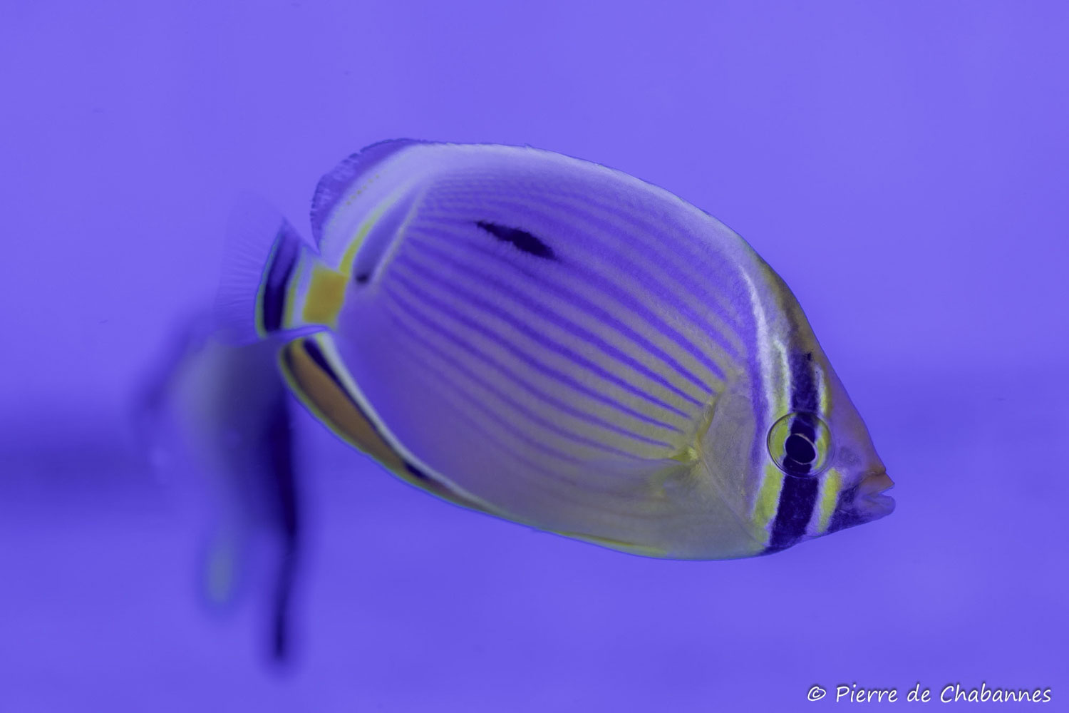 Chaetodon trifasciatus