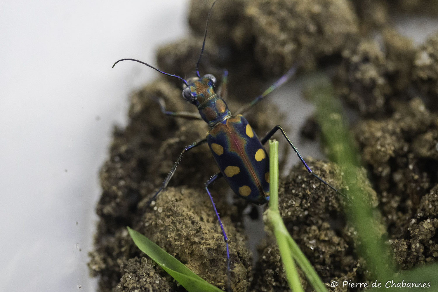 Cicindela aurulenta