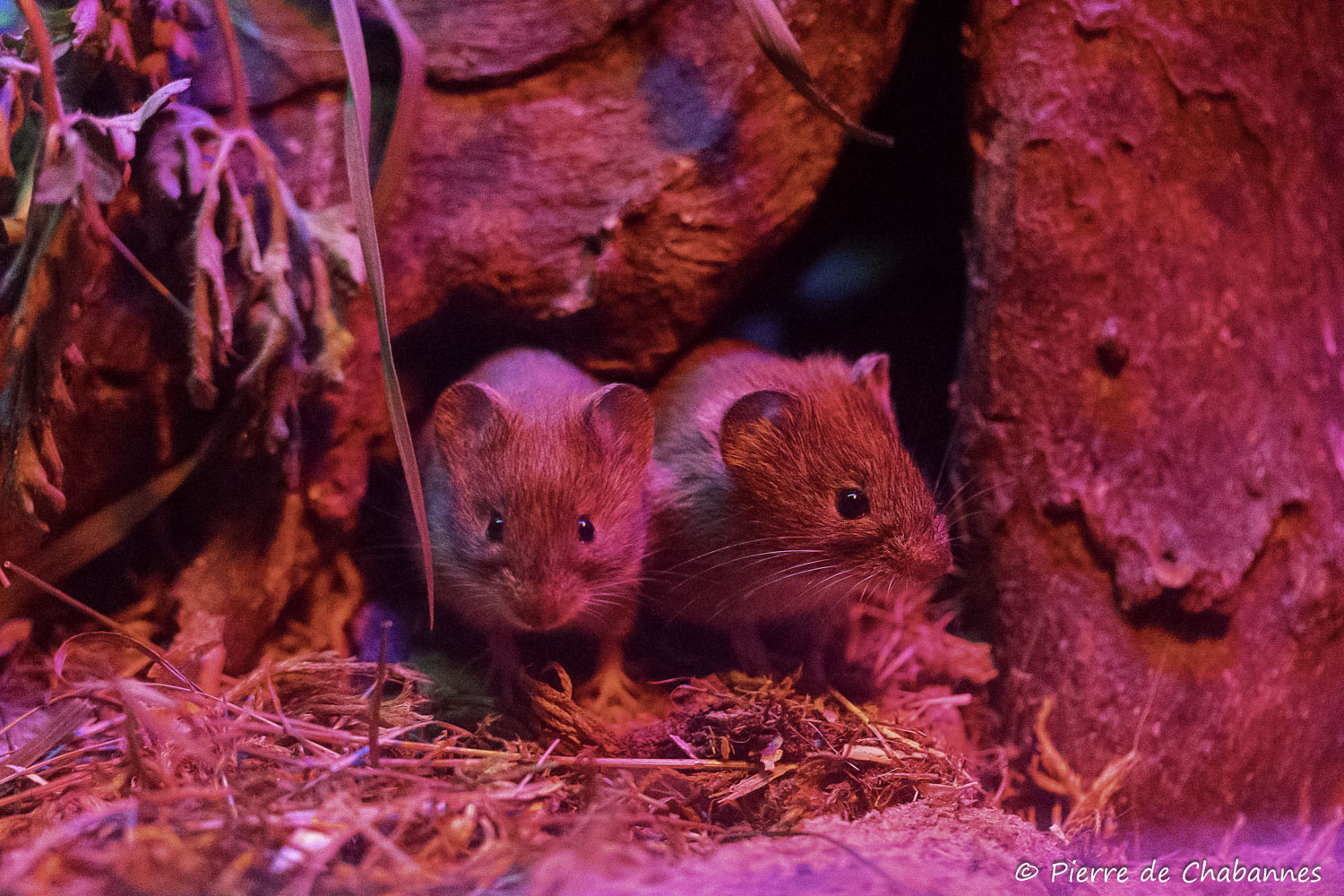 Clethrionomys glareolus