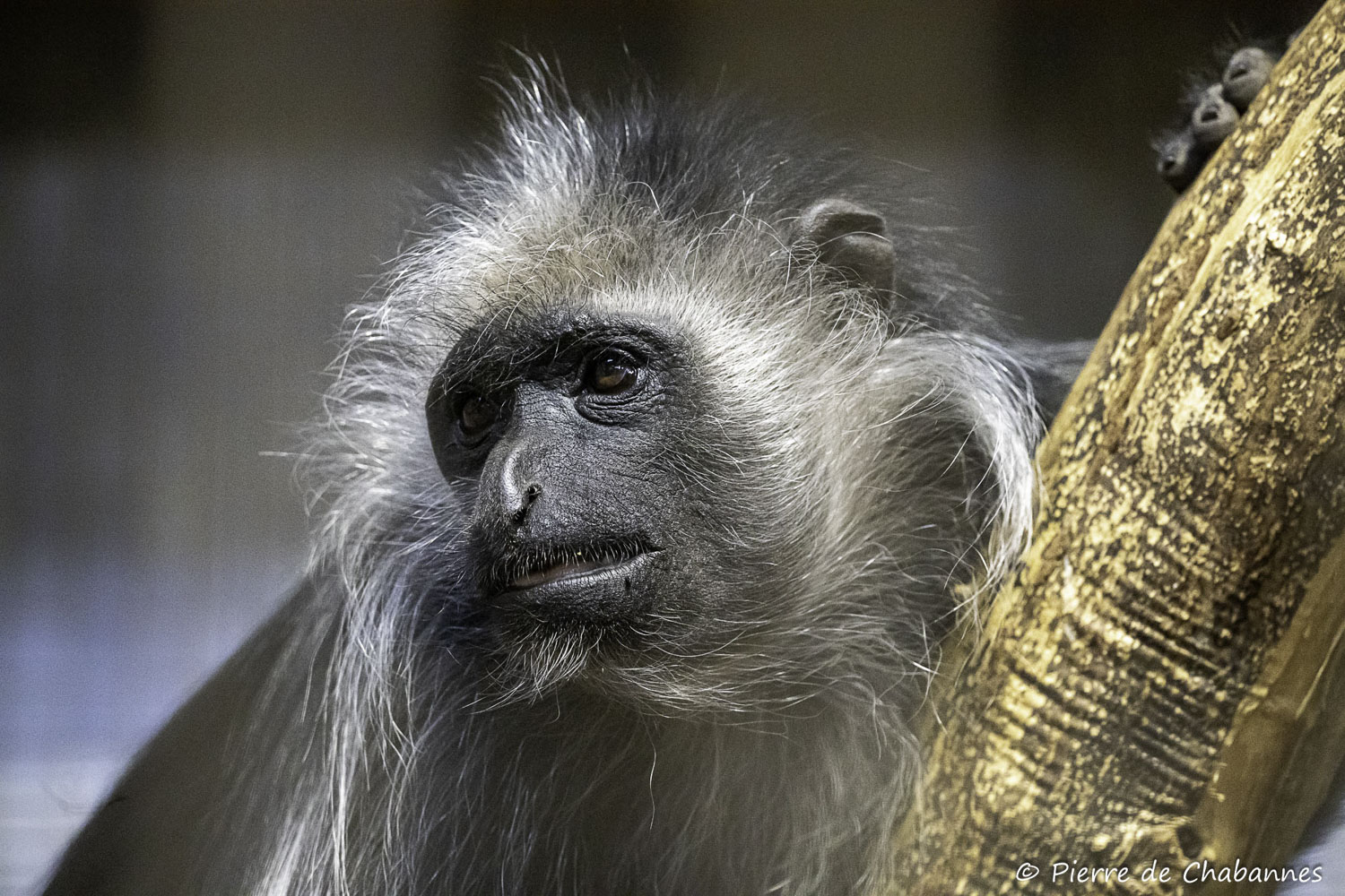 Colobus polykomos