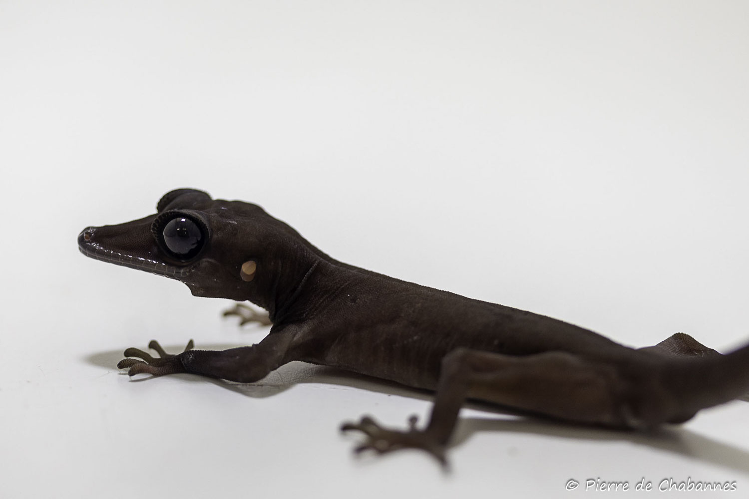 Cyrtodactylus nigriocularis