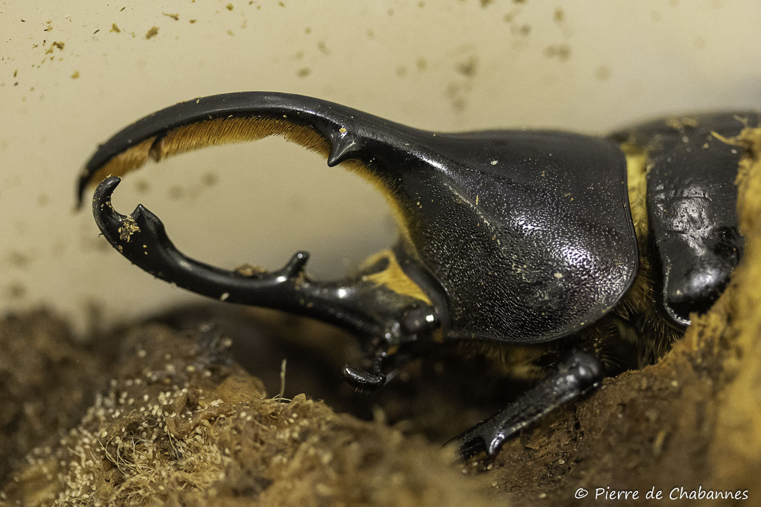 Dynastes hercules lichyi