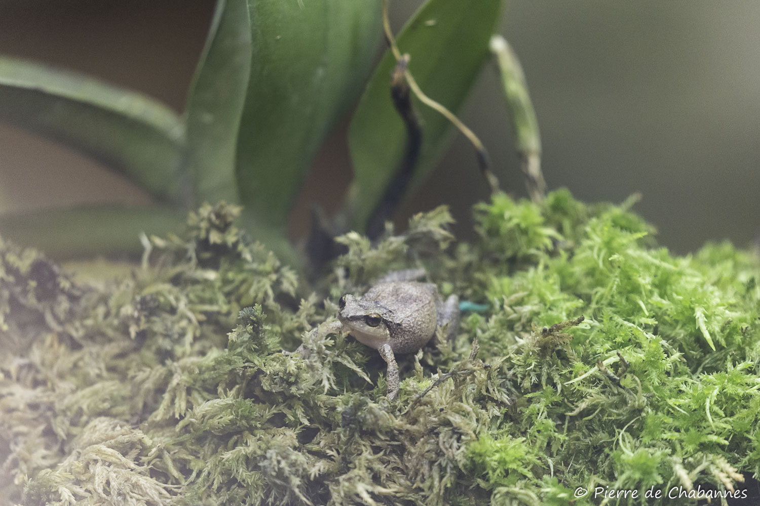 Eleutherodactylus johnstonei