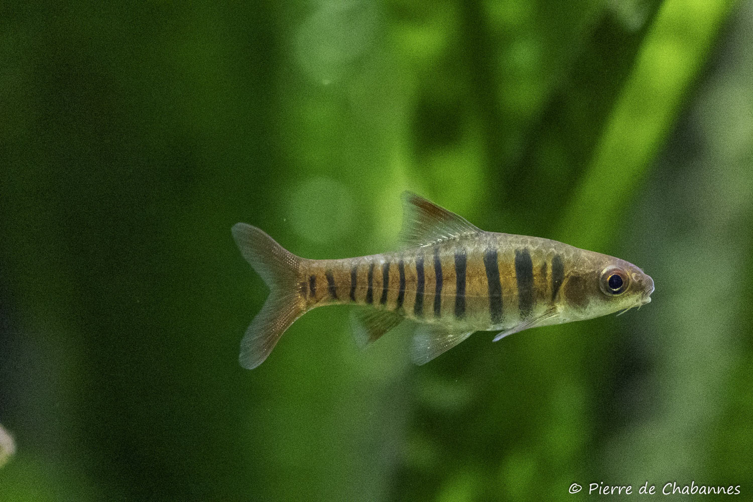 Enteromius fasciolatus