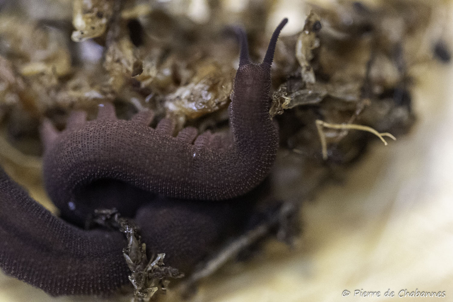 Eoperipatus cf. totoro