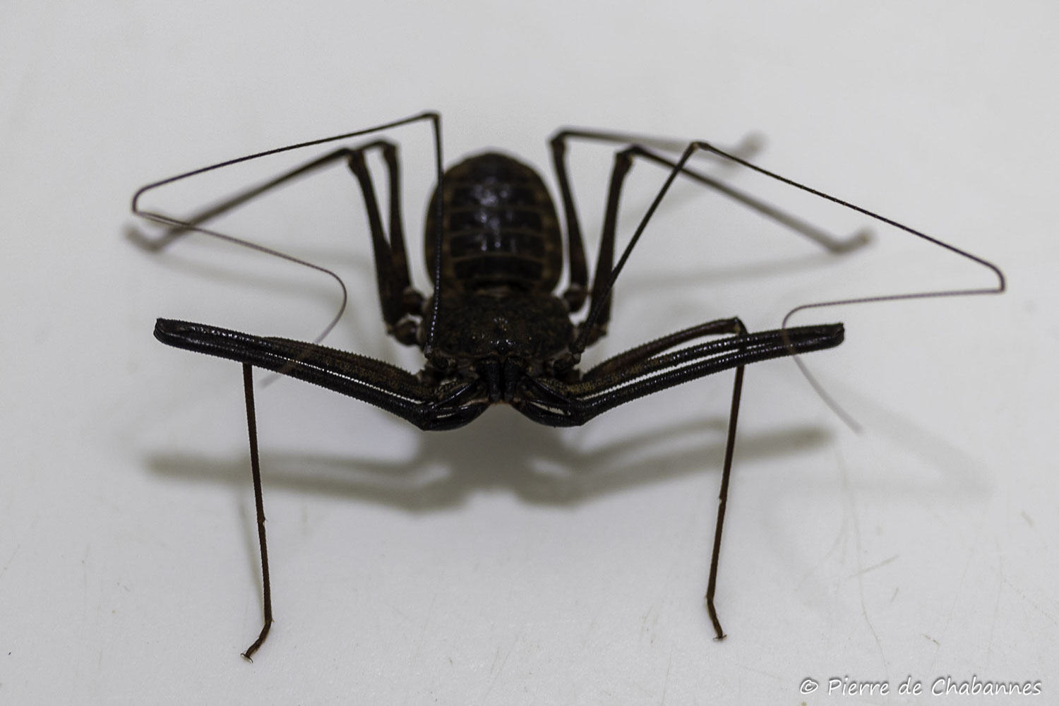 Euphrynichus bacillifer
