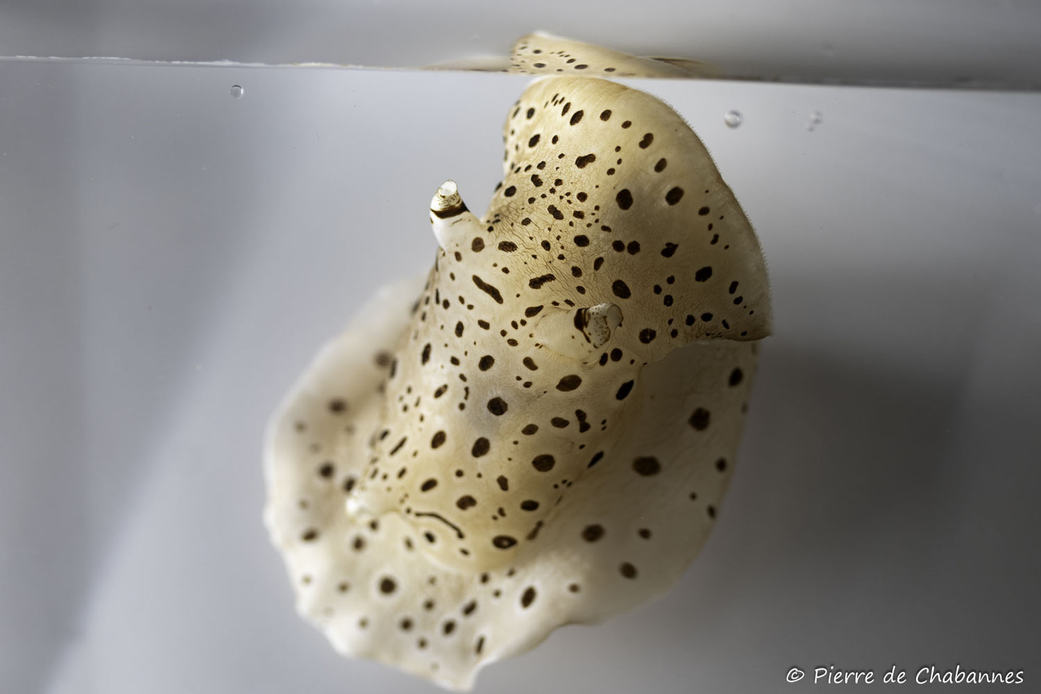 Euselenops luniceps