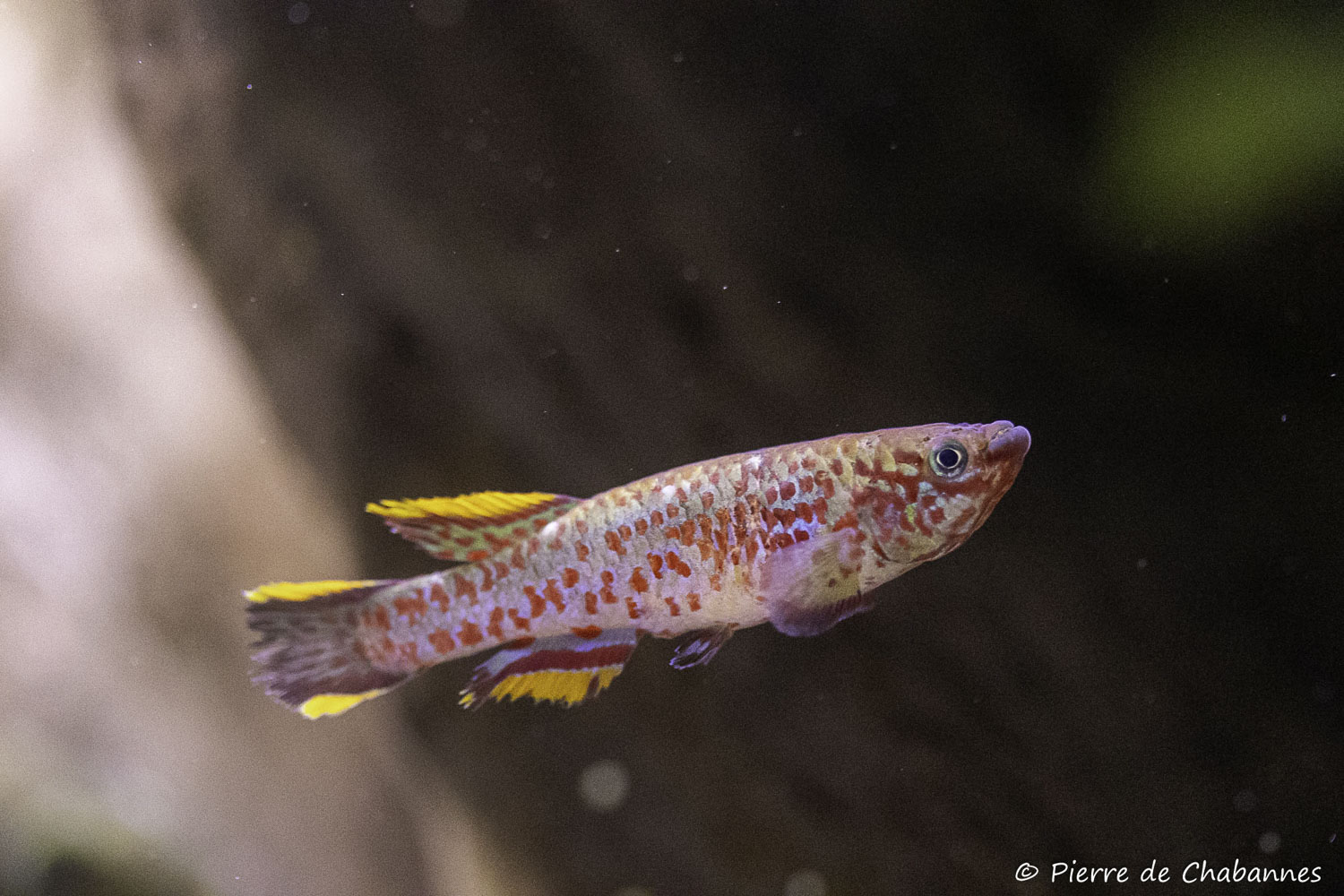 Fundulopanchax gardneri
