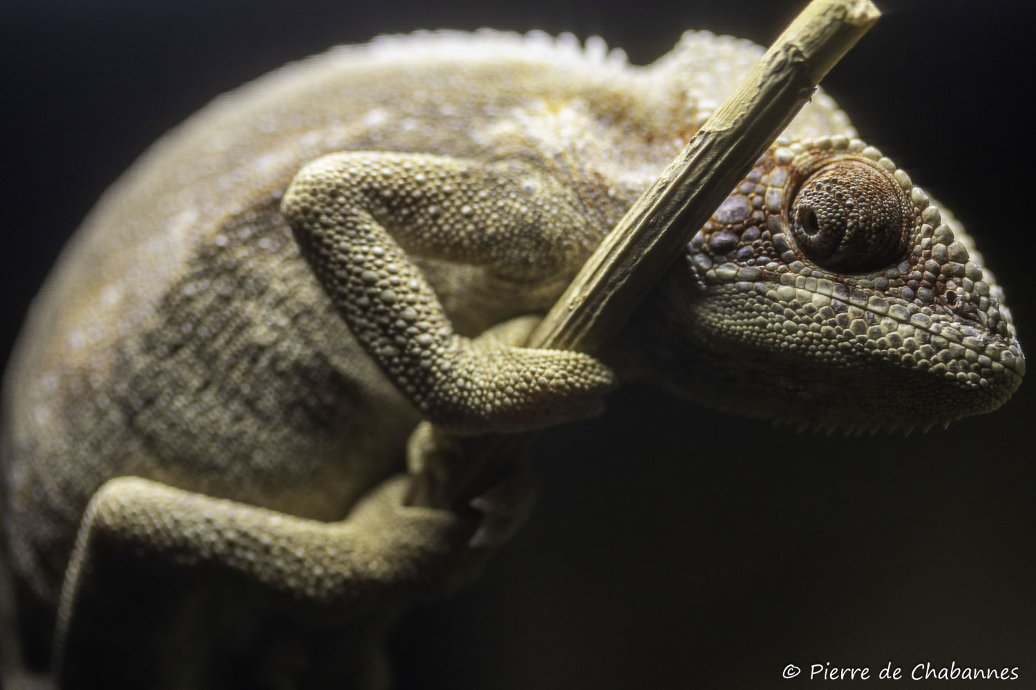 Furcifer verrucosus