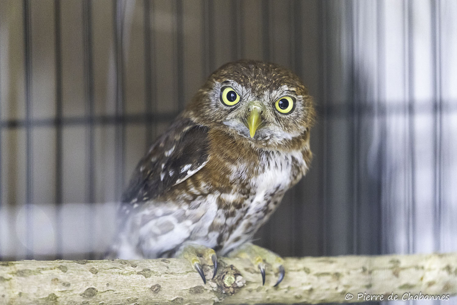 Glaucidium siju