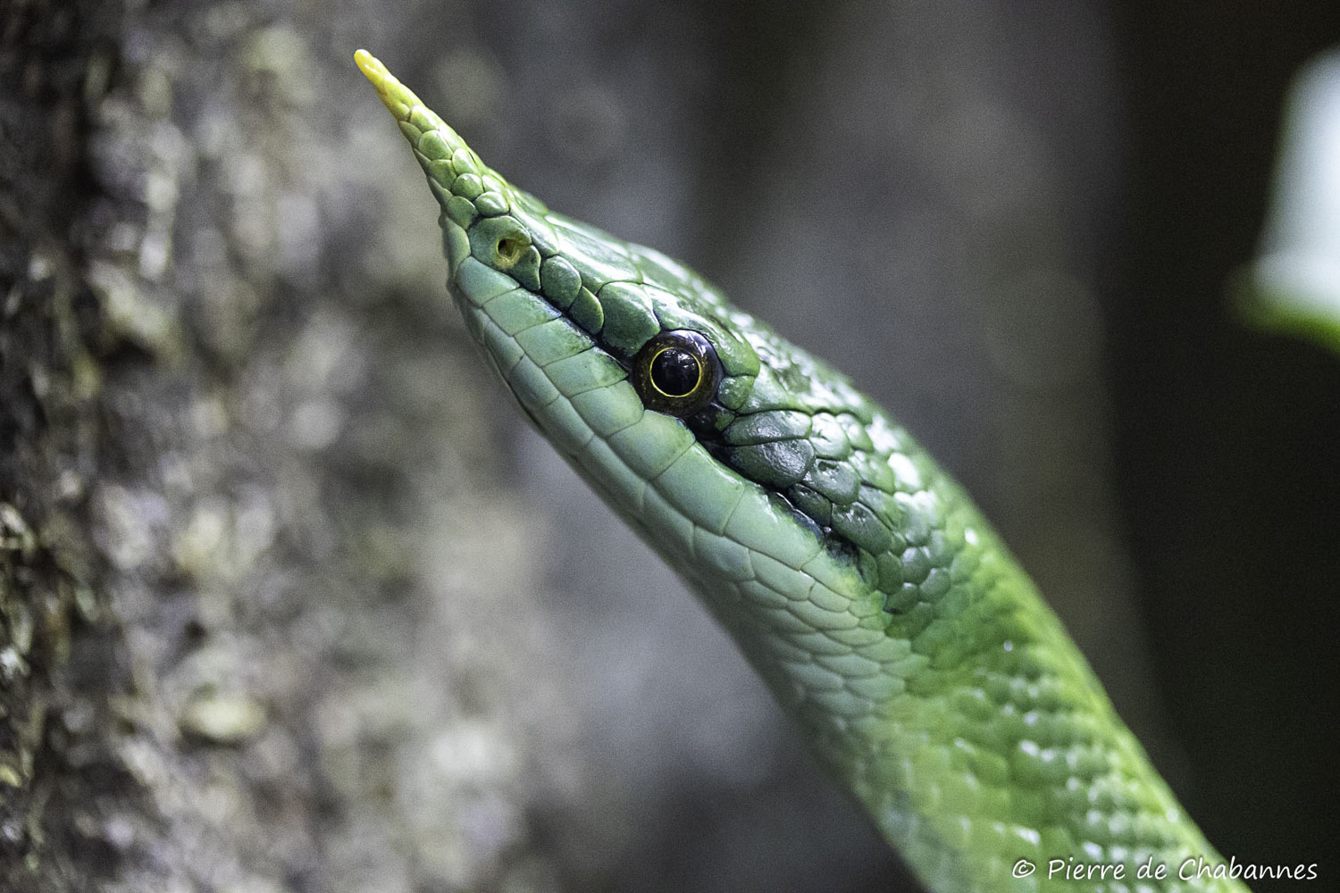 Gonyosoma boulengeri