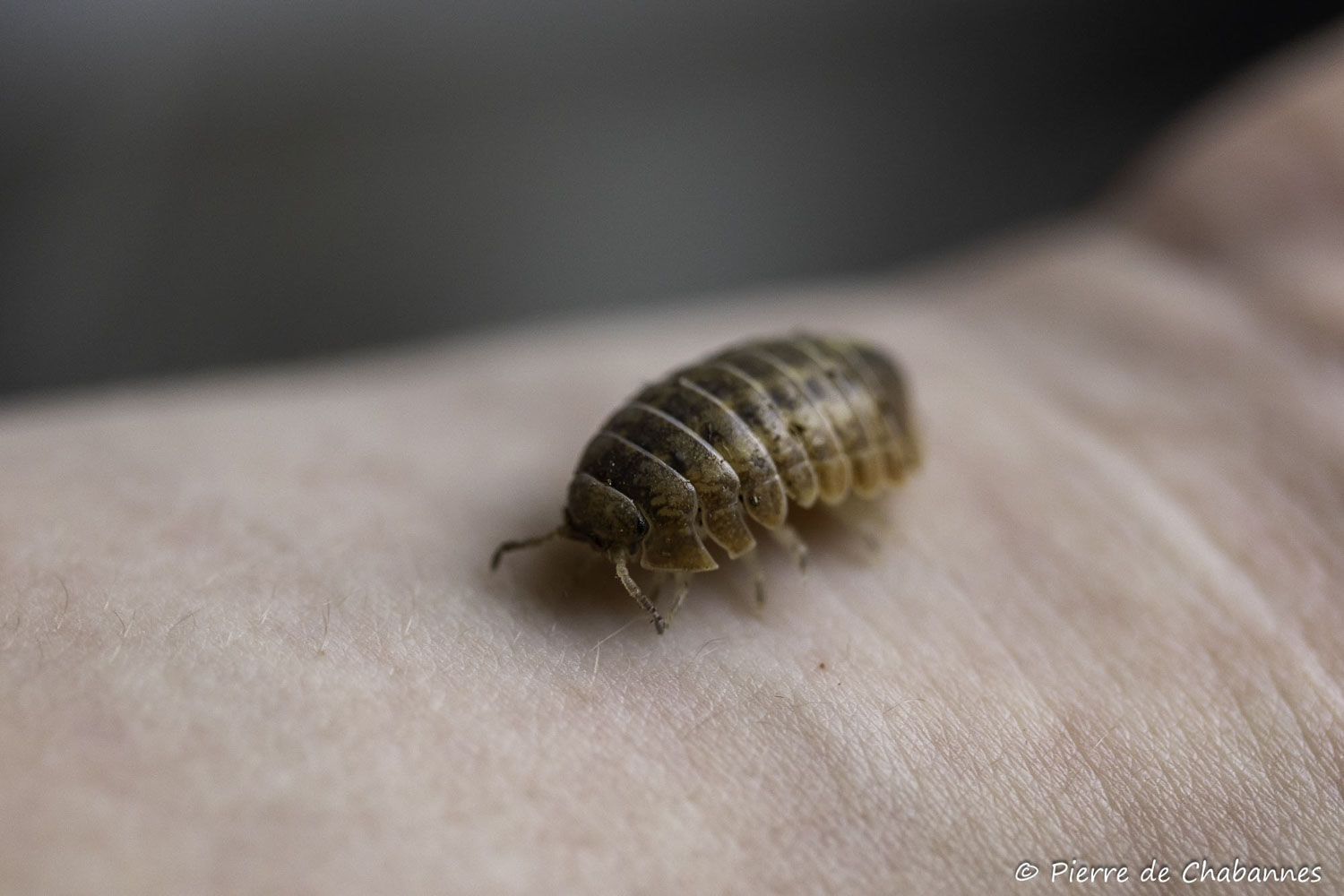 Helleria brevicornis