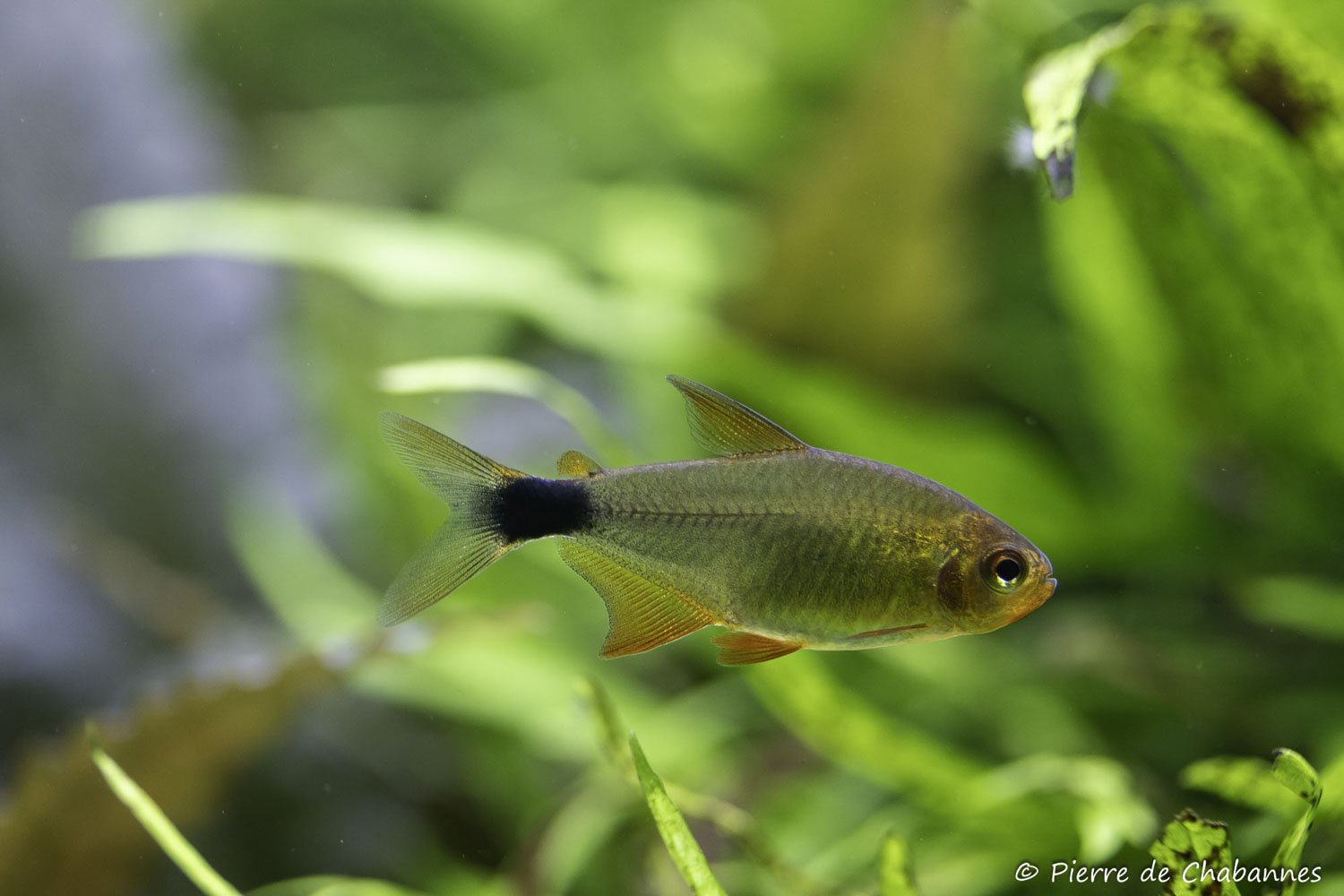 Hyphessobrycon heliacus