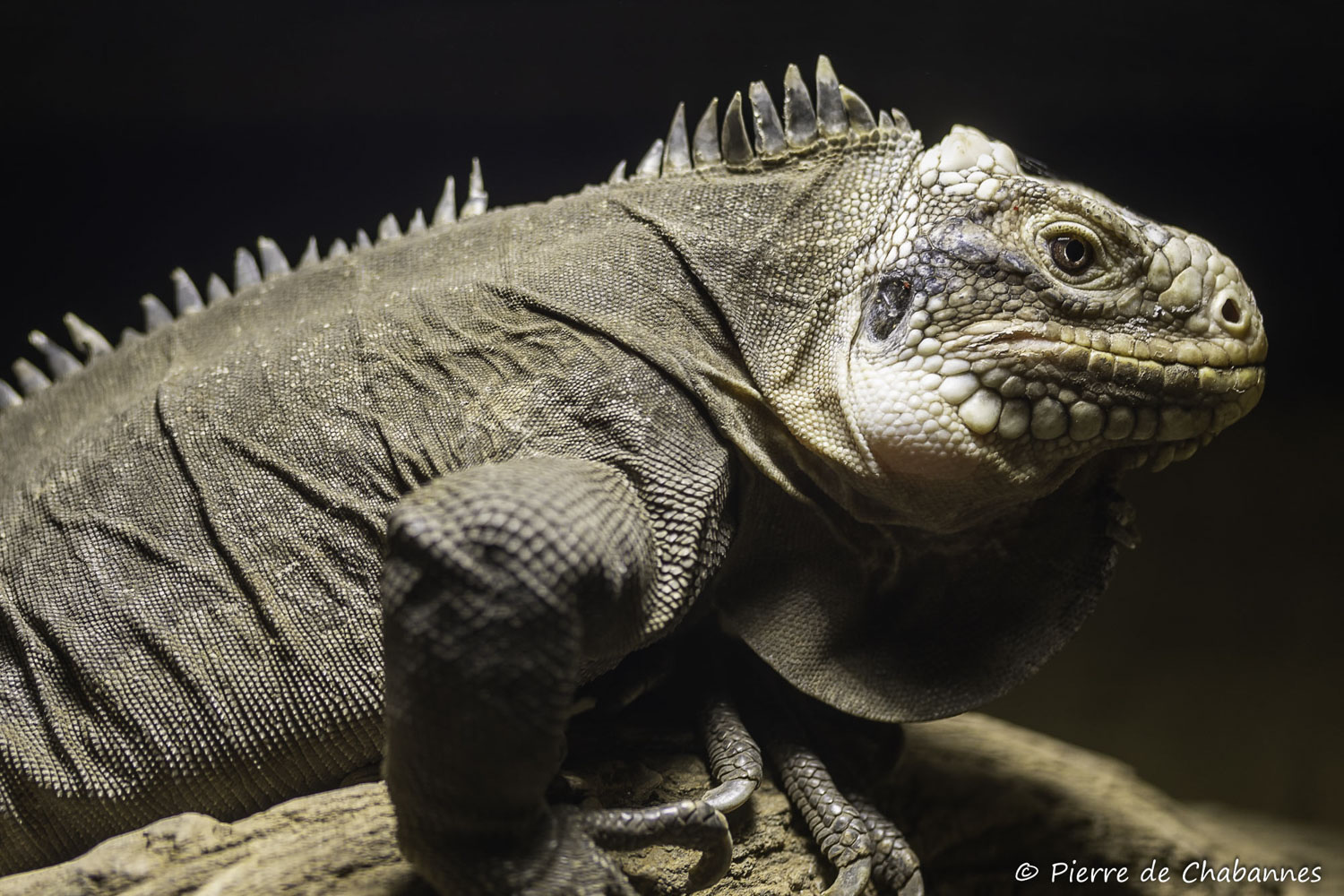 Iguana delicatissima