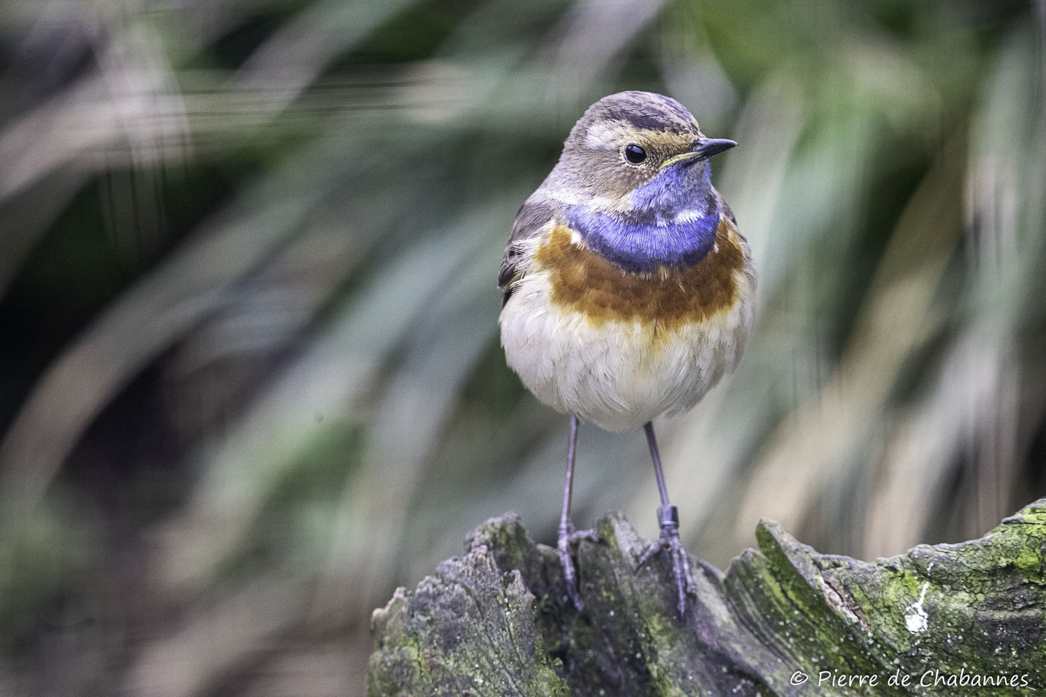 Luscinia svecica cyanegula