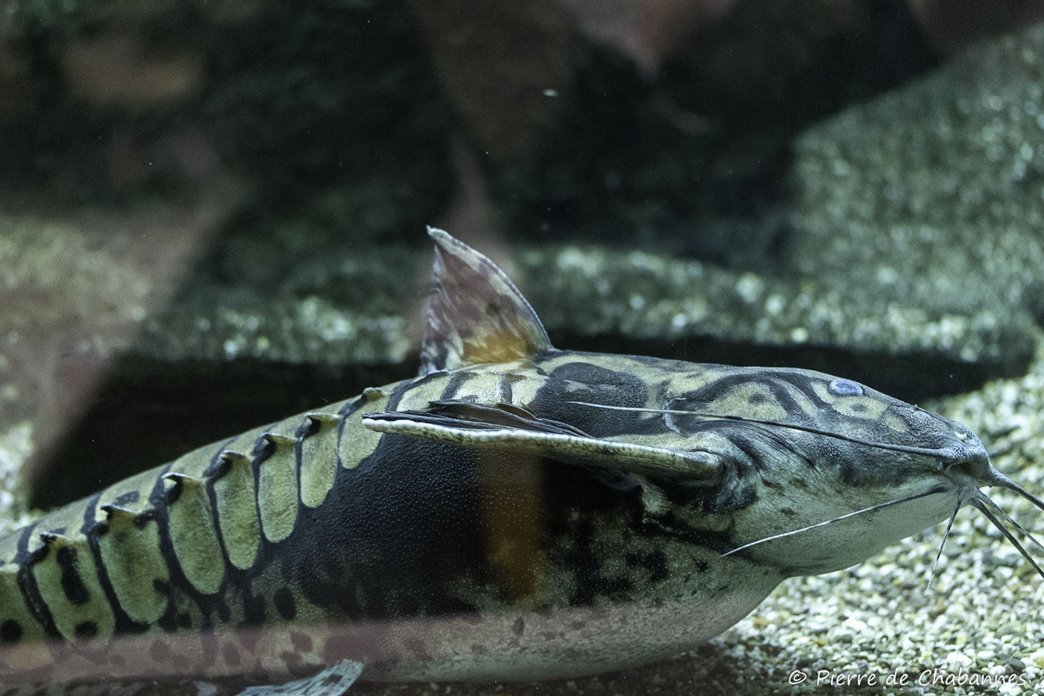 Megalodoras uranoscopus