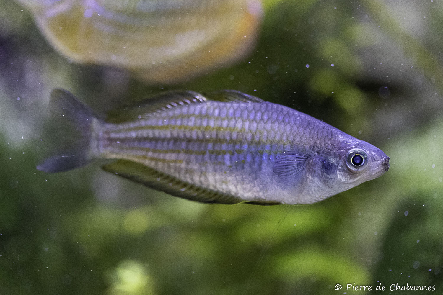 Melanotaenia eachamensis
