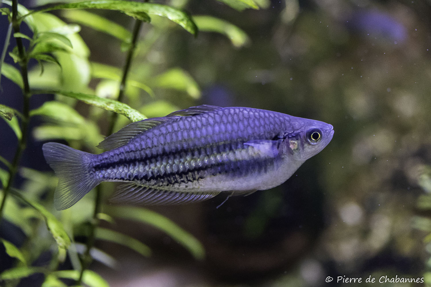 Melanotaenia sp. "Running River"