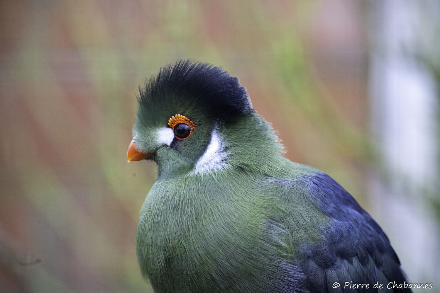 Menelikornis leucotis leucotis