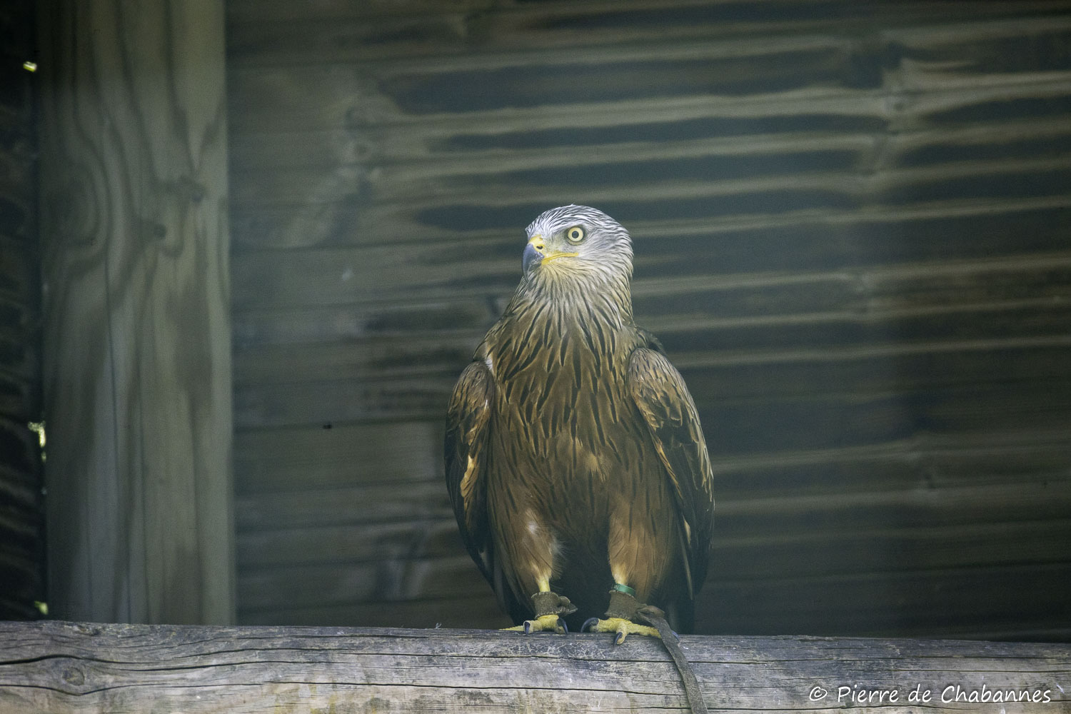Milvus milvus milvus