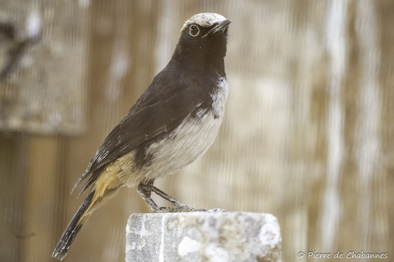 Oenanthe lugubris schalowi