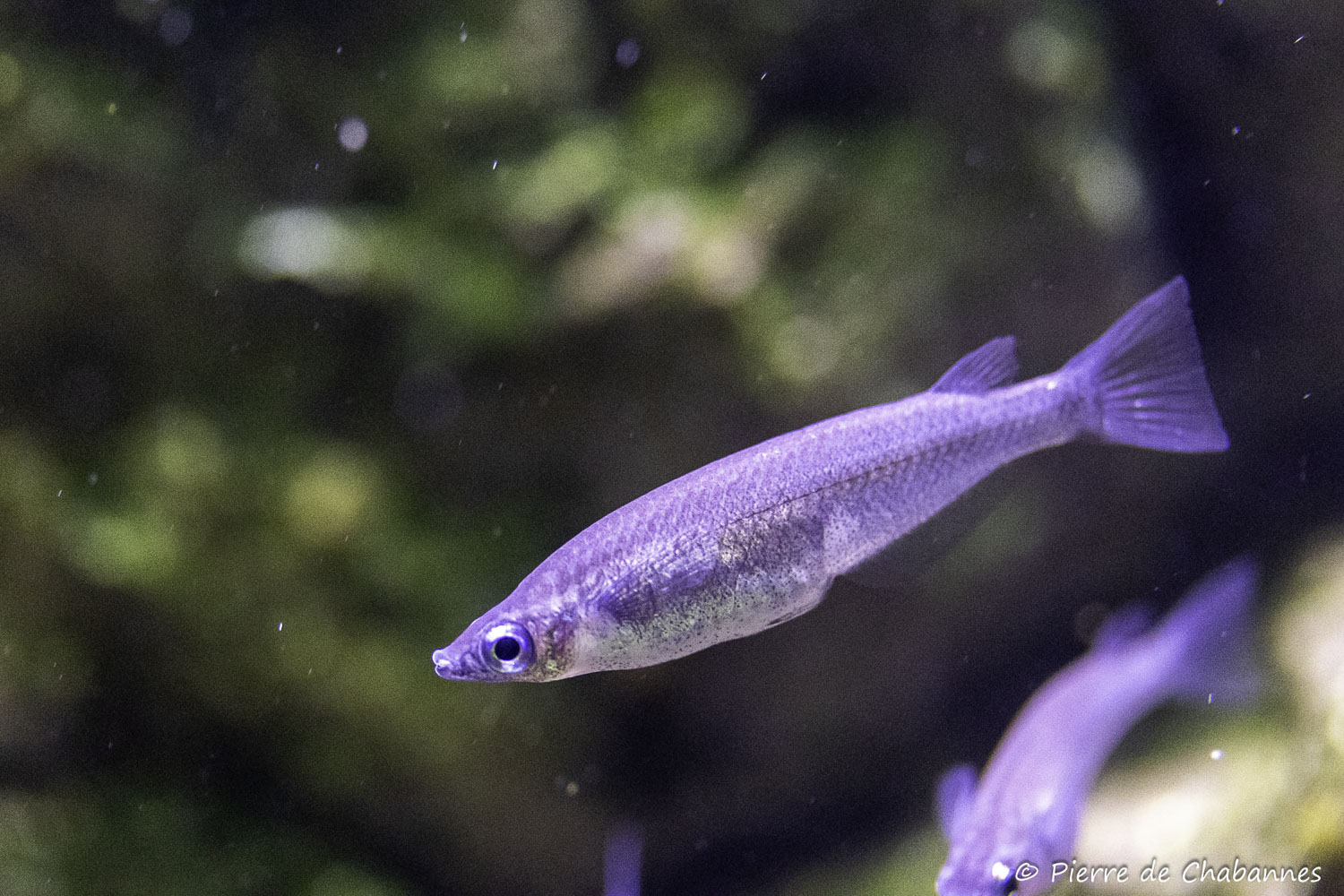 Oryzias nigrimas