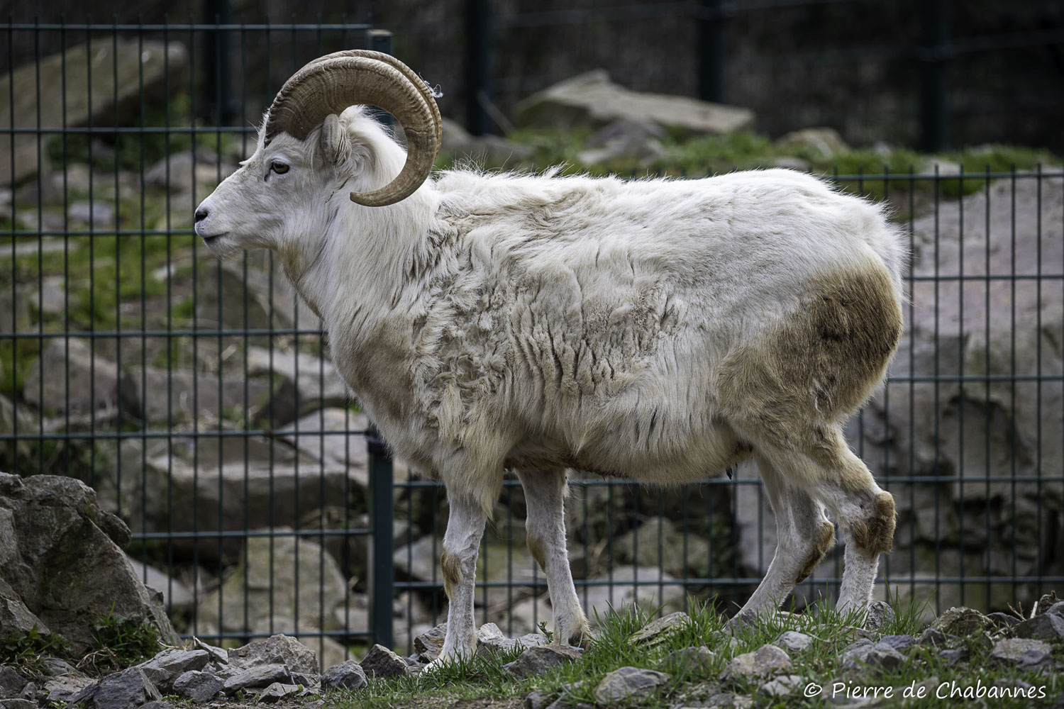 Ovis dalli dalli