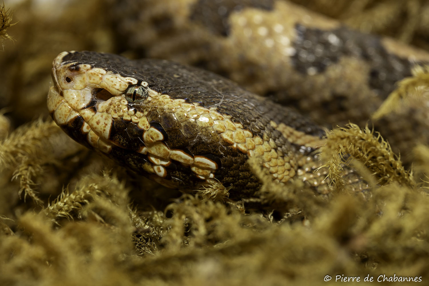 Ovophis tonkinensis