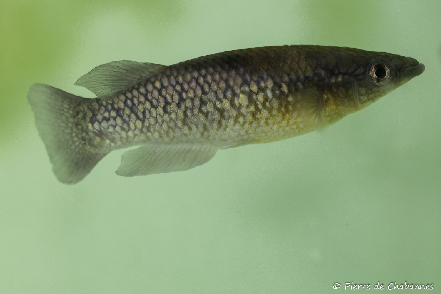 Pachypanchax sp. "Sofia"