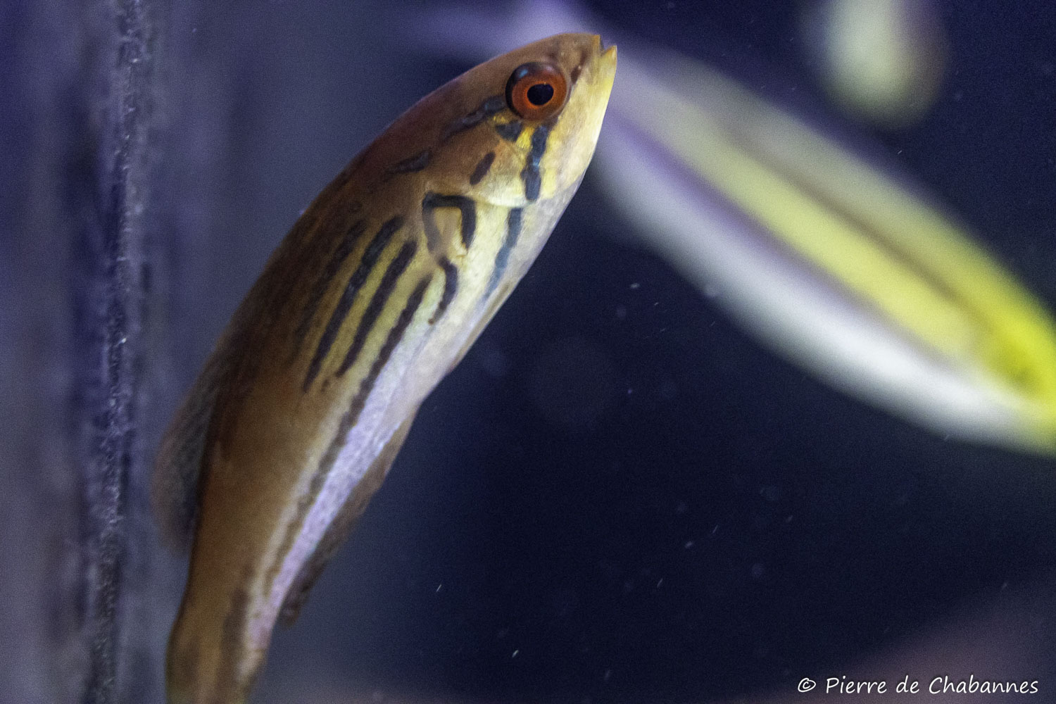 Paracheilinus hemitaeniatus