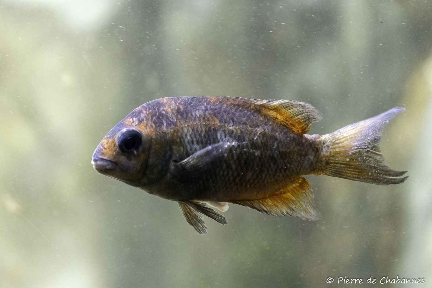 Paretroplus kienerii