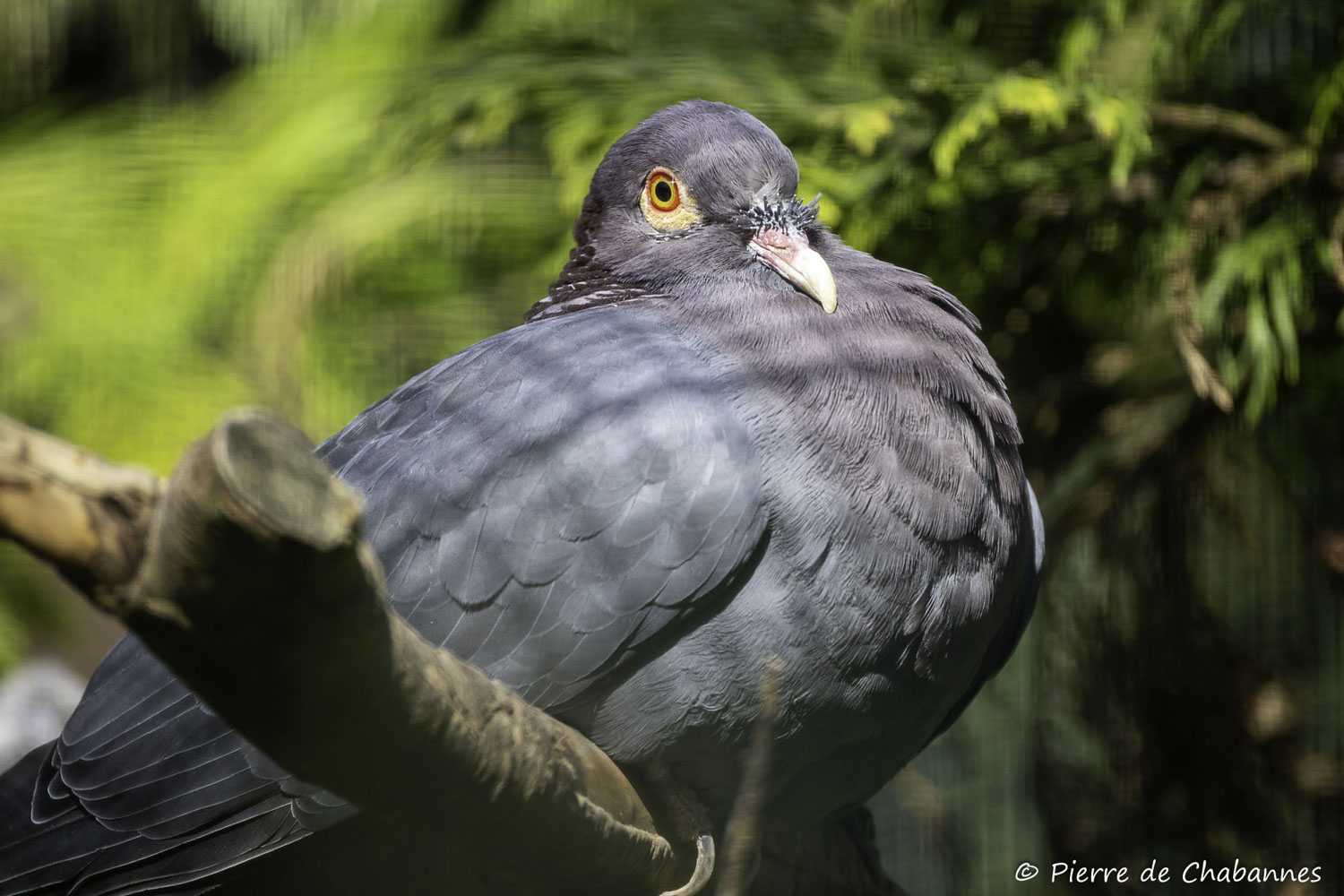 Patagioenas squamosa